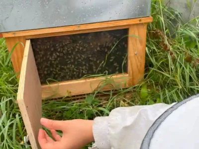 Activités contes de la terre