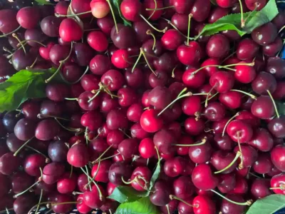 Activités contes de la terre