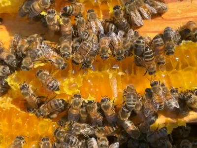 Activites contes de la terre