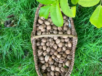 Activites contes de la terre