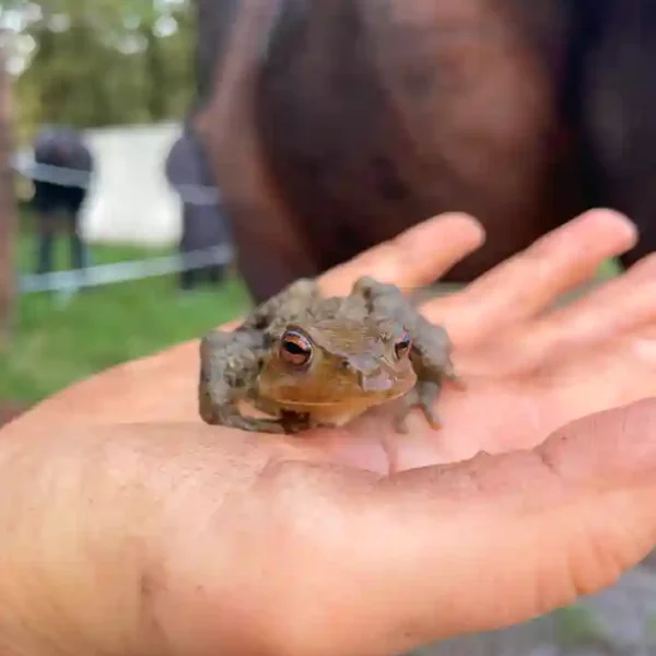 Activites contes de la terre