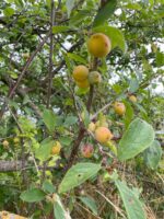 wwoofing contes de la terre