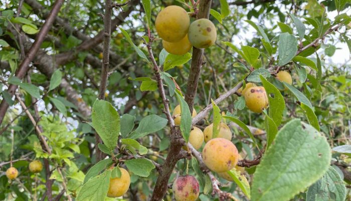 wwoofing contes de la terre