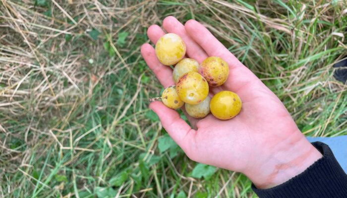 wwoofing contes de la terre