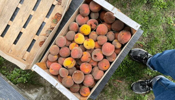 wwoofing contes de la terre