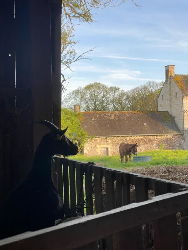 animaux contes de la terre