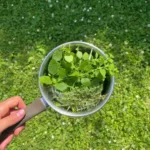 Randonnee en foret contes de la terre 04