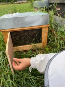 apiculture contes de la terre 02