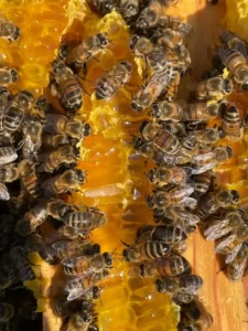 apiculture contes de la terre 06
