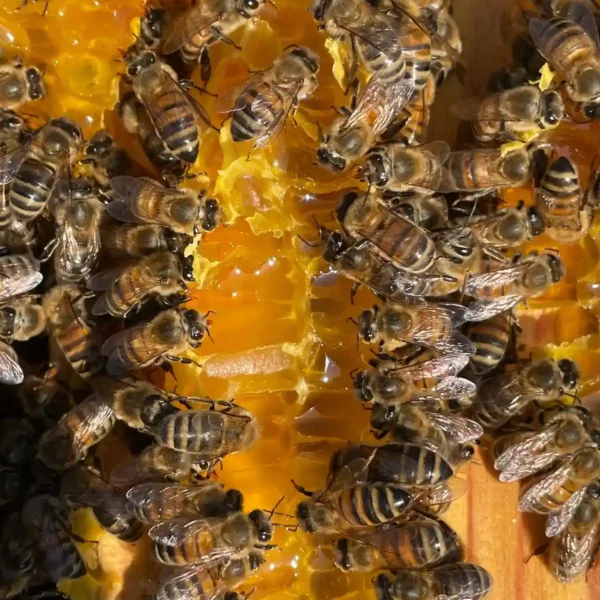 apiculture contes de la terre 06