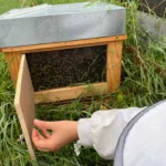 apiculture_contes_de_la_terre_02.webp