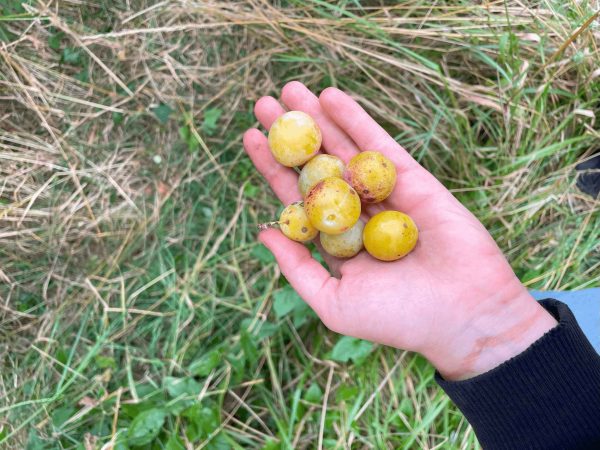 wwoofing contes de la terre